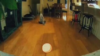 Что делают питомцы, когда никого нет дома - смотреть видео (0:41)