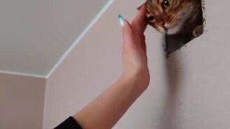 Кот, лазающий по вентиляционным трубам - смотреть видео (2:15)