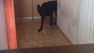 Как отучить собаку караулить у стола - смотреть видео (0:23)