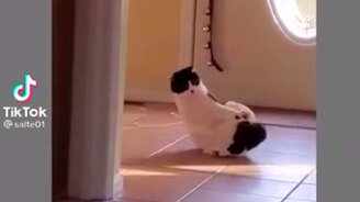 Ах ты, предательский хвост - смотреть видео (0:13)