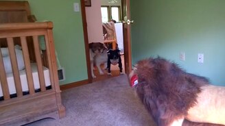 Собаки знакомятся со львом - смотреть видео (0:57)