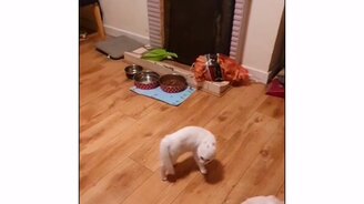 Кот танцует танго перед собакой - смотреть видео (0:15)