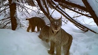 Рысь поймала зайца - смотреть видео (1:43)