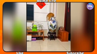 Прикольные питомцы для позитивного настроения зрителя - смотреть видео (3:31)