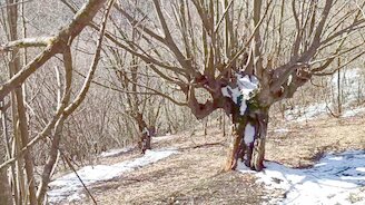 Необыкновенное дерево - смотреть видео (8:53)