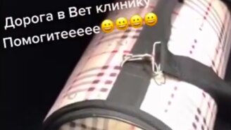 Кот просит помощи на русском языке - смотреть видео (0:32)