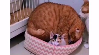 Уступи мне местечко - смотреть видео (0:16)