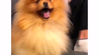 Собачонка перезагружается - смотреть видео (0:12)