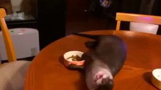 Домашняя выдра - наше всё - смотреть видео (0:59)