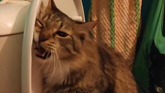 Был кот, и нет кота - смотреть видео (0:04)