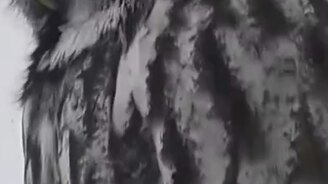 Мужчина встретил сову - смотреть видео (0:59)