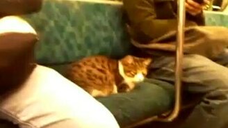 Кошка в метро - смотреть видео (0:28)