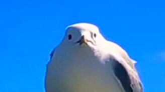 Когда не нашёл телефон в кармане - смотреть видео (0:06)