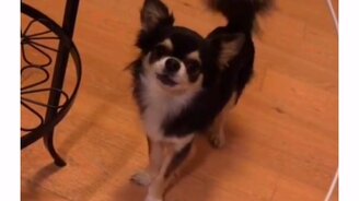 Всё понятно объяснила - смотреть видео (0:14)