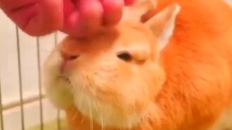 Милейшее рыженькое существо - смотреть видео (0:18)