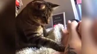 Кот против татуировки - смотреть видео (0:29)