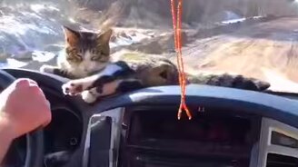 Вези меня, хозяин! - смотреть видео (0:58)