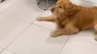 Пёс, иди убери с дороги кота - смотреть видео (0:37)