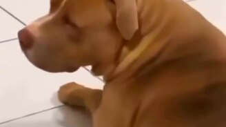 Проснись, тебе кошмар снится - смотреть видео (0:14)