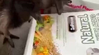 Птички едят с картинки - смотреть видео (0:21)