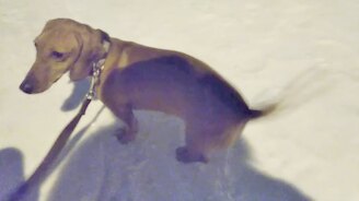 Собака такса тянет санки - смотреть видео (0:46)