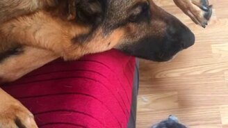 Ты чего здесь разлёгся? - смотреть видео (0:16)