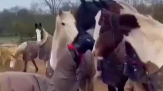 Ты что за конь такой? - смотреть видео (0:45)