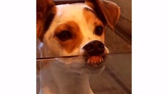 Дай и мне кусочек - смотреть видео (0:09)