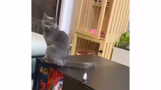 Охота навести суету - смотреть видео (0:16)