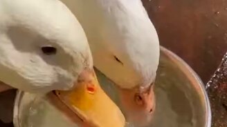 Склевали горох за секунды - смотреть видео (0:20)