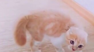 Маленький смелый зверюга - смотреть видео (0:28)