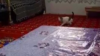 Двойной кошачий прыжок - смотреть видео (0:11)