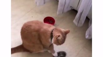 Ваш кот ночью - смотреть видео (0:06)