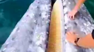 А вы гладили кита? - смотреть видео (0:29)