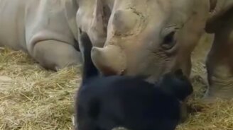 Ласковая кошка и носорожик - смотреть видео (0:21)