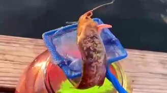 Отпустил свою рыбку в море - смотреть видео (0:13)