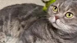 Волнистый попугайчик и добродушный кот - смотреть видео (0:18)