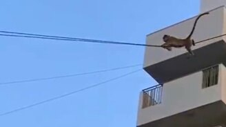 Бесстрашные обезьяны на проводах - смотреть видео (0:30)