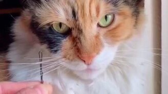 Игра на кошачьих усах - смотреть видео (0:47)