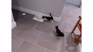 Голод - не тётка - смотреть видео (0:14)