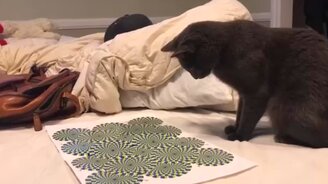 Котик и иллюзорная картинка - смотреть видео (2:05)