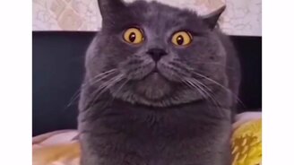 Кто съел печенюшки? - смотреть видео (0:09)