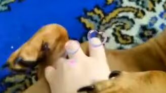 А кто не любит ласки? - смотреть видео (0:18)