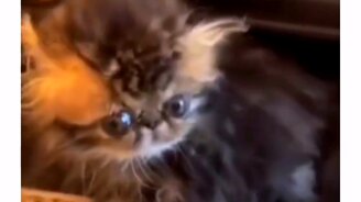 Как выглядит бабайка - смотреть видео (0:08)