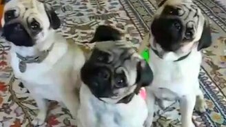 Зомби-мопсики - смотреть видео (0:33)