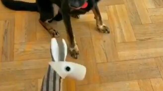 Отбил аппетит у собаки - смотреть видео (0:09)