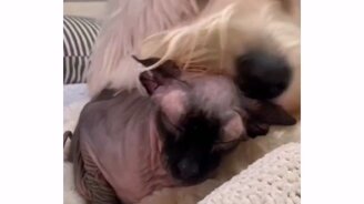 Когда проголодался, а еды нет - смотреть видео (0:09)