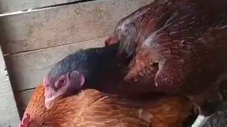 Курс молодой наседки - смотреть видео (0:20)