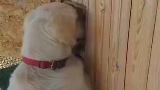 Зови курочек на прогулку - смотреть видео (0:39)