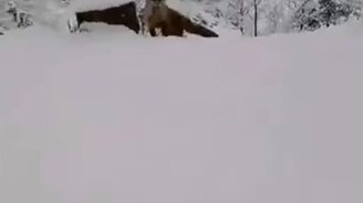 Это моя колбаса! - смотреть видео (0:30)